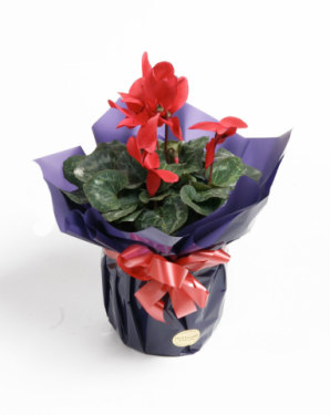 Gifts Gallery 6