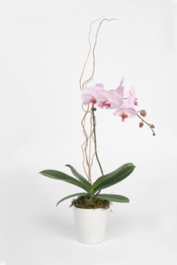 Gifts Gallery 4