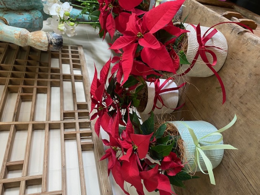 Poinsettia plant