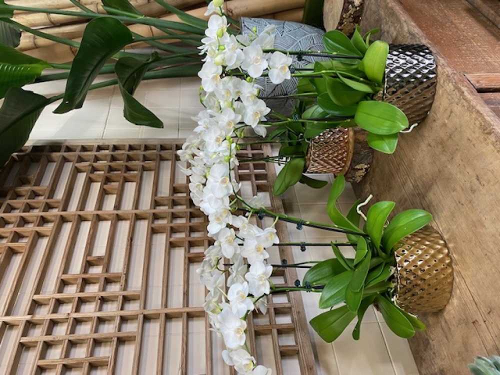 Orchid Plant