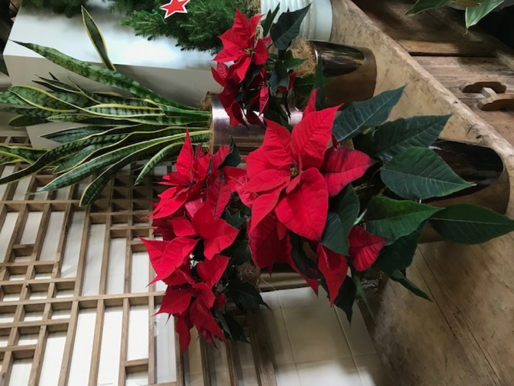 Poinsettia plant